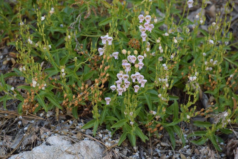 Penstemon grinnellii, photographed by velodrome