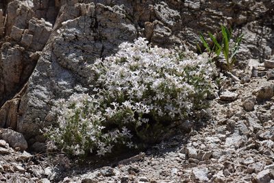 Linanthus pungens, photographed by velodrome