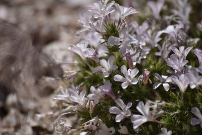 Linanthus pungens, photographed by velodrome