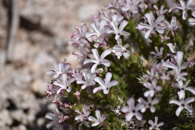 Linanthus pungens, photographed by velodrome