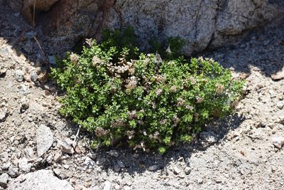 Ericameria cuneata