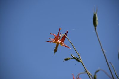 Aquilegia formosa, photographed by velodrome