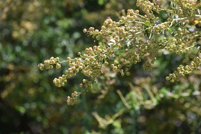 Ceanothus leucodermis