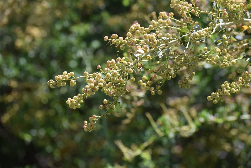 Ceanothus leucodermis, photographed by velodrome