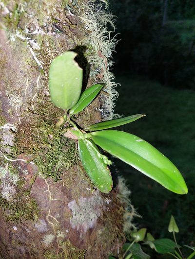 Rodriguezia granadensis, photographed by Daniel Mesa