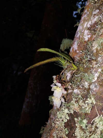Rodriguezia granadensis, photographed by Daniel Mesa