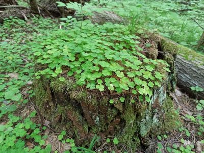 Oxalis acetosella, photographed by Елена Смирнова