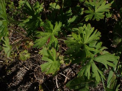 Geranium bicknellii, photographed by Mary Krieger