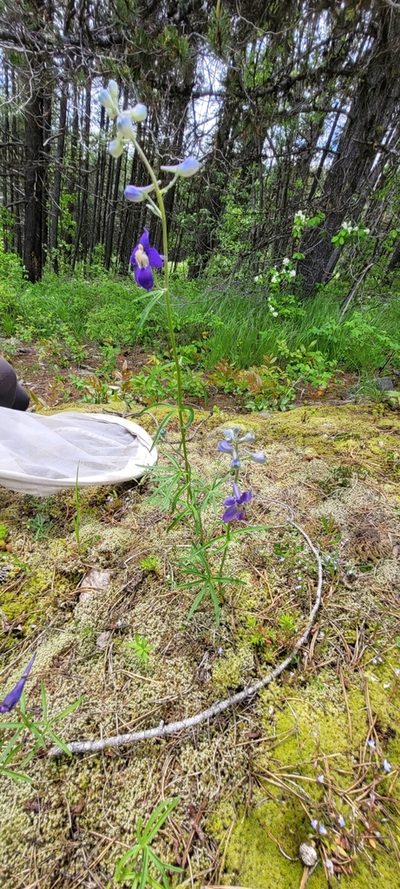 Delphinium sutherlandii, photographed by Leanne Stacy Reitan