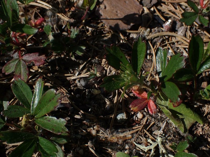 Sibbaldia tridentata, photographed by Mary Krieger