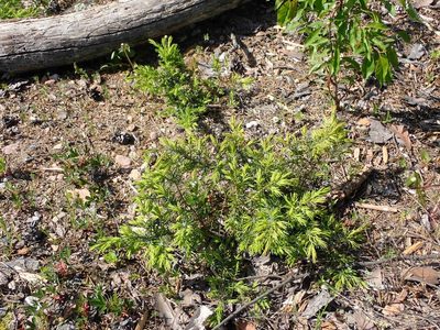 Juniperus communis, photographed by Mary Krieger