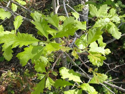 Quercus macrocarpa, photographed by Mary Krieger