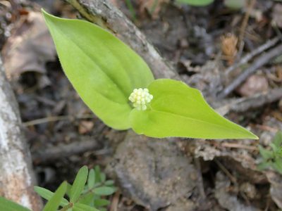 Maianthemum canadense, photographed by Mary Krieger