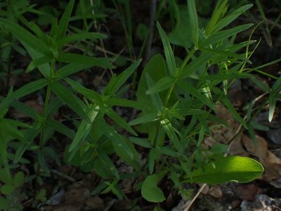 Trichogalium boreale, photographed by Mary Krieger