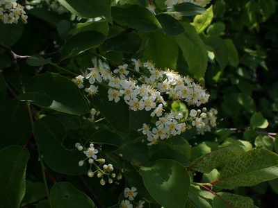 Prunus virginiana