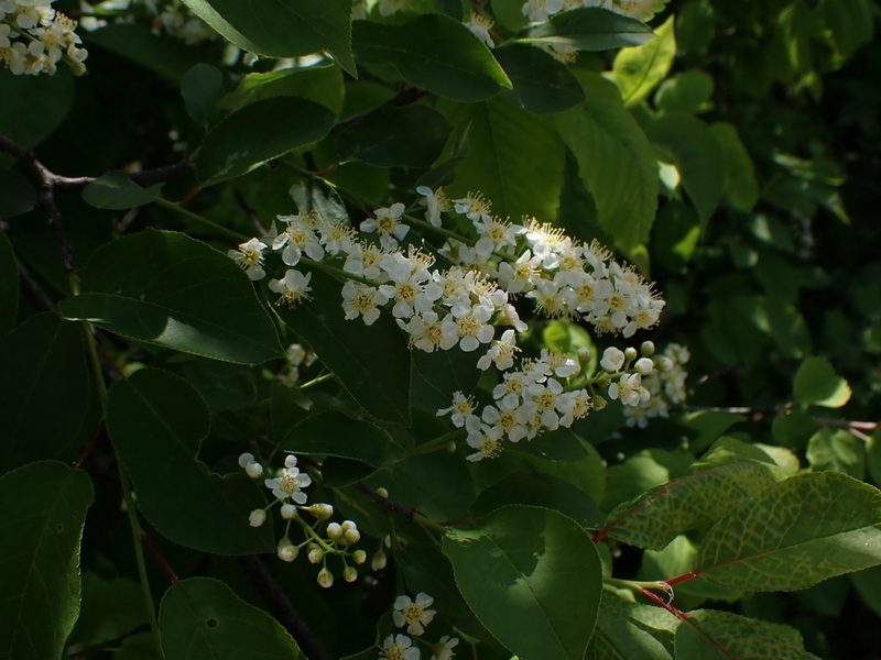Prunus virginiana, photographed by Mary Krieger