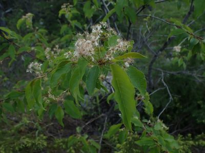 Prunus pensylvanica, photographed by Mary Krieger