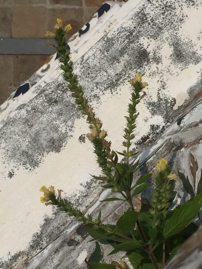 Lindenbergia philippensis, photographed by Andre Hosper