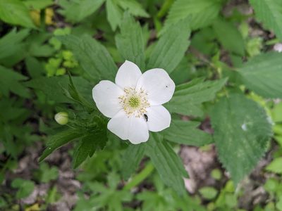 Anemonastrum canadense, photographed by Cleveland Powell