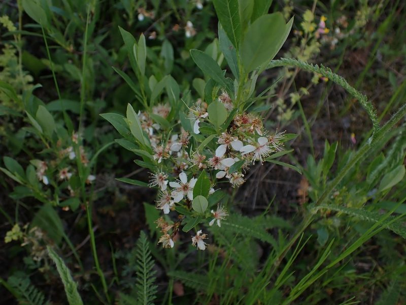 Prunus pumila, photographed by Mary Krieger