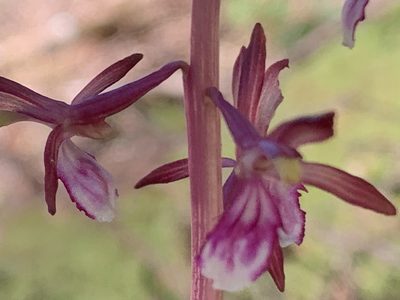 Corallorhiza mertensiana, photographed by davidbroadland