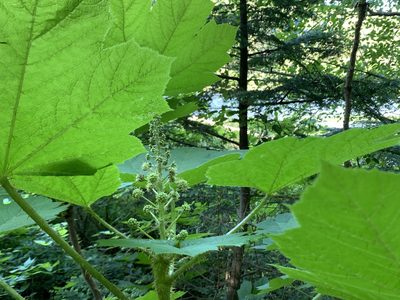 Oplopanax horridus, photographed by davidbroadland