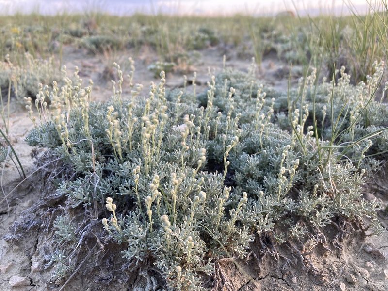 Artemisia pedatifida, photographed by Cecelia Alexander