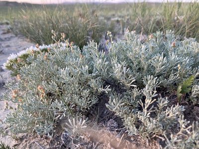 Artemisia pedatifida, photographed by Cecelia Alexander