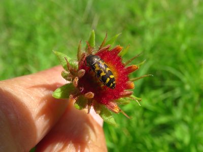 Gaillardia pulchella