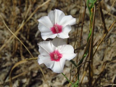 Convolvulus equitans, photographed by Annika Lindqvist