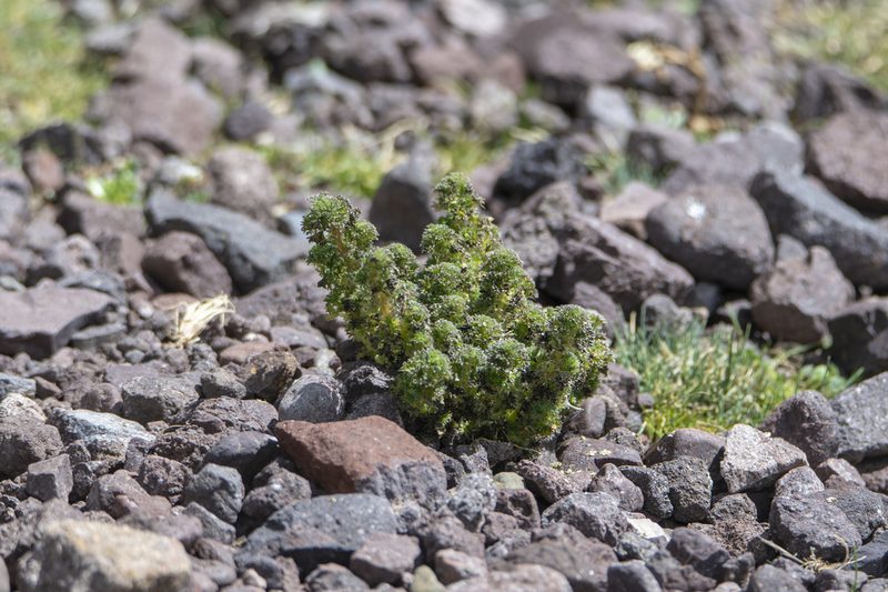 Urtica flabellata, photographed by David F. Belmonte