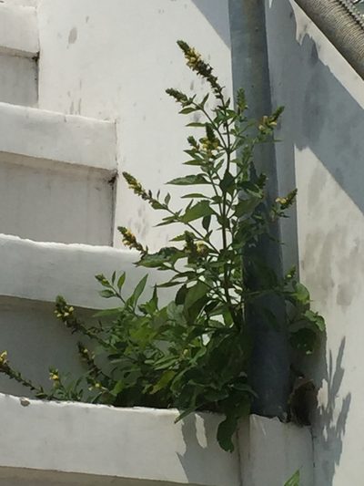 Lindenbergia philippensis, photographed by Andre Hosper