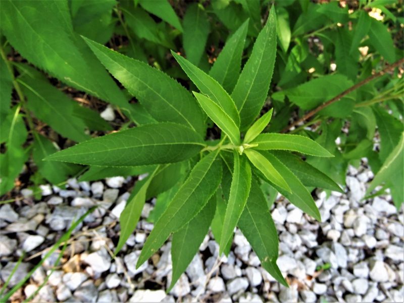 Vernonia baldwinii, photographed by Annika Lindqvist