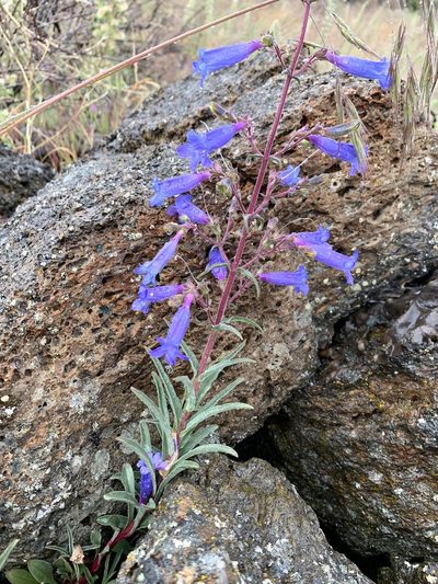 Penstemon roezlii, photographed by Northcut
