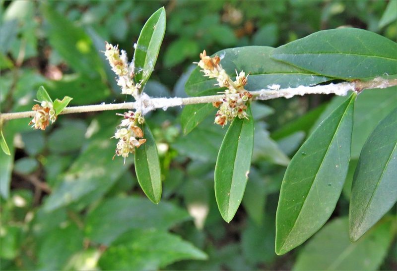 Ligustrum quihoui, photographed by Annika Lindqvist