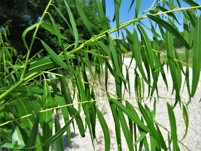 Salix nigra