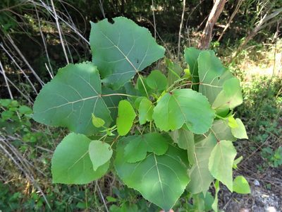 Populus deltoides, photographed by Annika Lindqvist