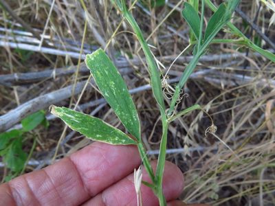 Lathyrus hirsutus, photographed by Annika Lindqvist