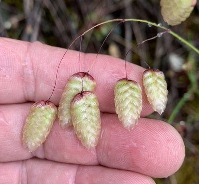 Briza maxima, photographed by Northcut