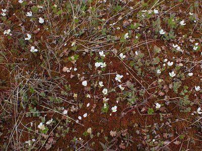 Rubus chamaemorus, photographed by Randal