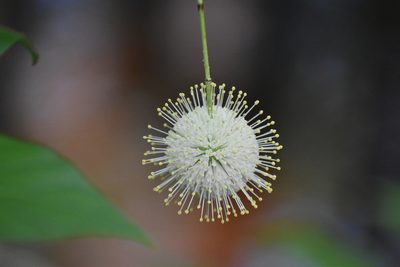 Cephalanthus occidentalis, photographed by Ryan Watson