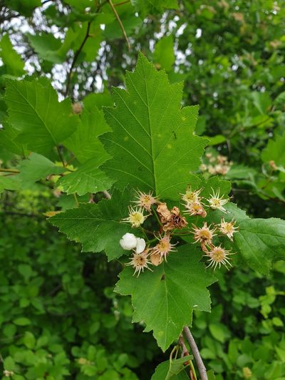 Crataegus irrasa, photographed by Étienne Léveillé-Bourret