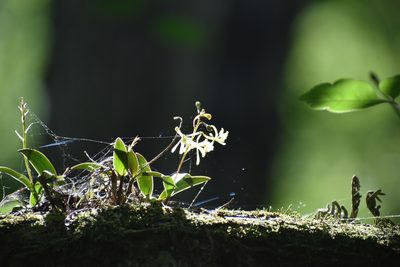 Epidendrum conopseum