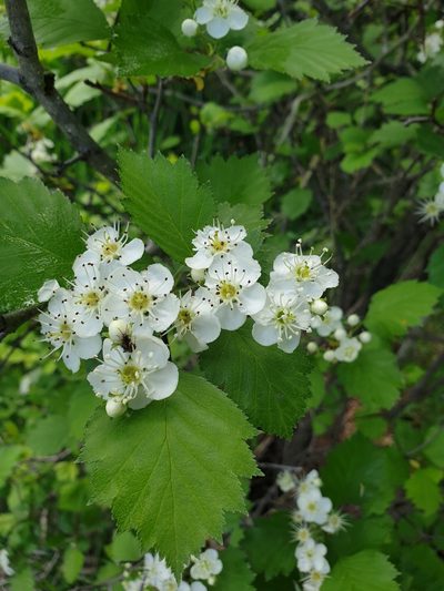 Crataegus irrasa, photographed by Étienne Léveillé-Bourret