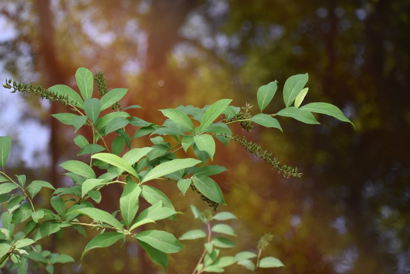 Itea virginica, photographed by Ryan Watson
