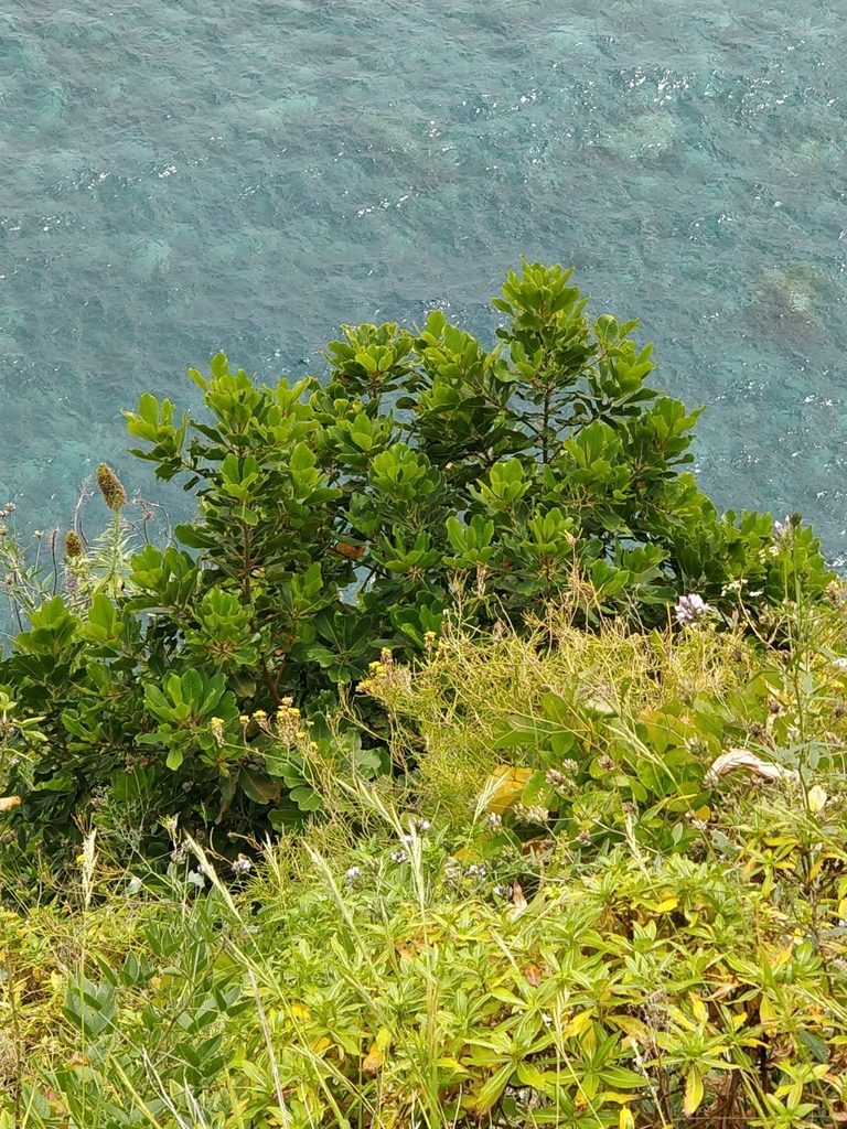 Sideroxylon mirmulano, photographed by Vítor Jorge
