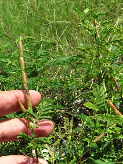 Desmanthus leptolobus, photographed by Annika Lindqvist