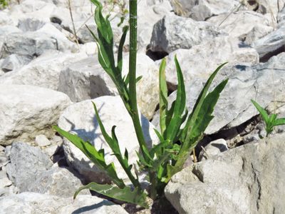 Pyrrhopappus pauciflorus, photographed by Annika Lindqvist