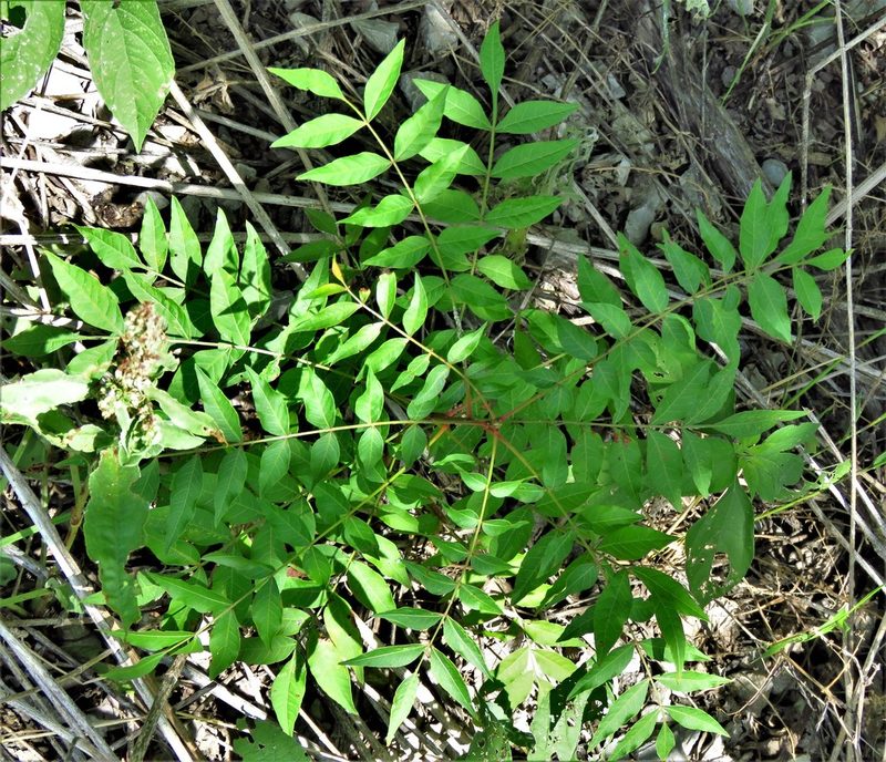 Pistacia chinensis, photographed by Annika Lindqvist