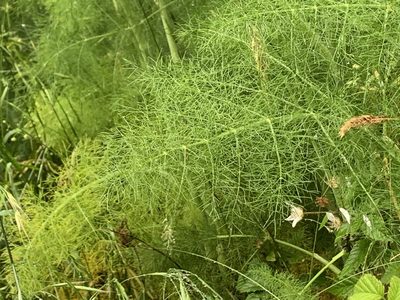 Foeniculum vulgare, photographed by Northcut